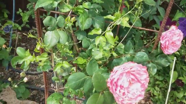 Роза акрополис смотреть онлайн