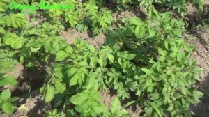 Сорта картофеля. Лимонка, Королева Анна, Журавушка.