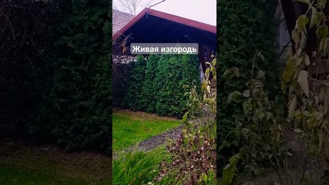 Чем рядовая посадка туй отличается от живой изгороди? #ландшафтныйдизайнучастка