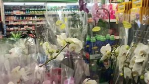 Обзор орхидей в ОБИ.Магазин Филлион. Москва. Купила две орхидеи по уценке