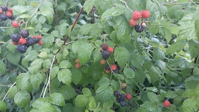 20 июля 2020 г.Черная малина "КУМБЕРЛЕНД" в Амурской обл. смотреть онлайн