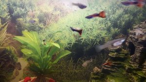 Гуппи Эндлера в аквариуме. Много плодятся