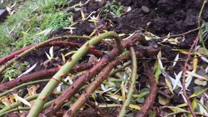 Укрываем розы: как прижать огромный куст роз к земле.