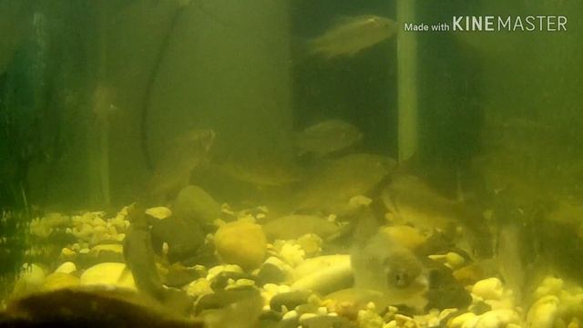 Съемка под водой.ПОДВОДНАЯ СЪЕМКА.RELAXING MUSIC. Экшн камера sjcam 4000 / action camera sjcam 4000