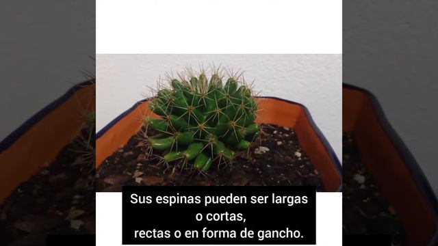 Cactus Mammillaria 멕시코의 선인장 смотреть онлайн
