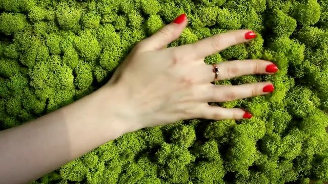 GREENROOM стабилизированный мох Ягель смотреть онлайн