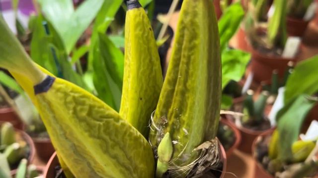 Новая поставка прекрасных орхидей смотреть онлайн