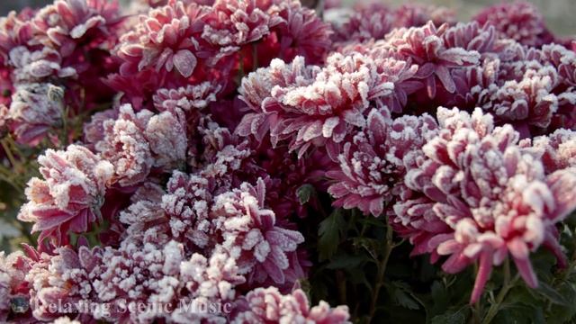 Colourful Flowers in 4K - Relaxing and Romantic Music with Beautiful Flowers Nature Video - Ultra H смотреть онлайн