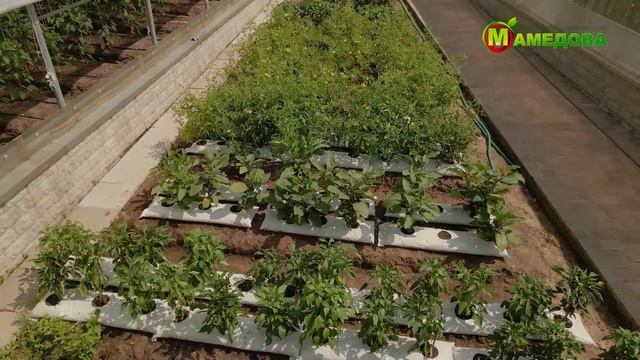 Сорт + Технология = Удача. Урожай Баклажанов и Перца Сладкого