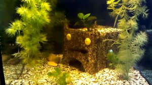 Самодельный грот для аквариума