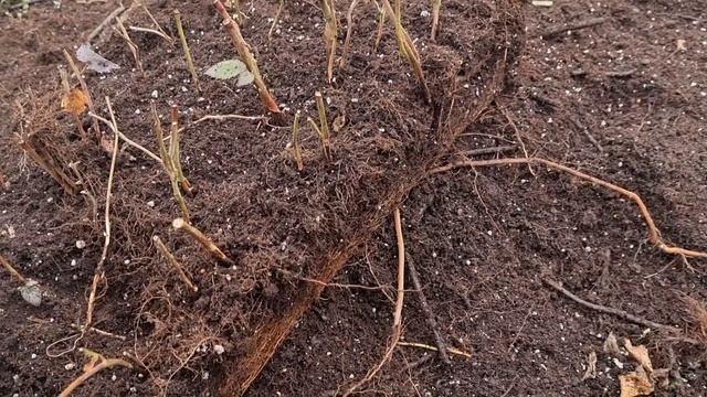 Технология выращивания саженцев из маточного корня и черенков. Малина и ежевика. смотреть онлайн