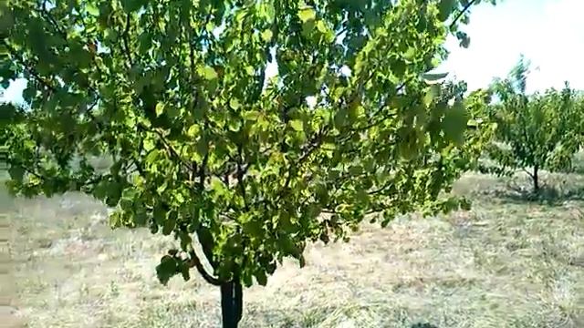 Абрикос. Пятилетний сад. Итоги 2019 года смотреть онлайн