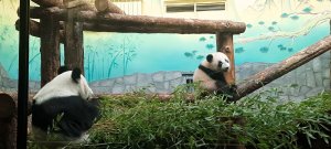 Приключение пандёныша Катюши 10.03.2024