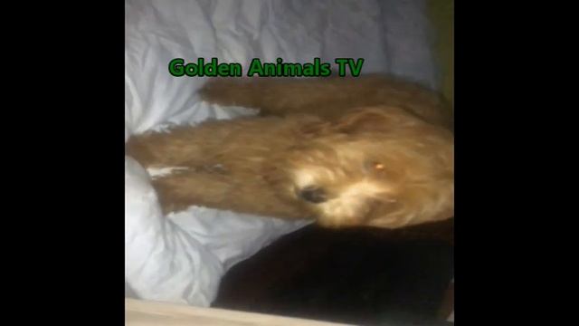 Рыжий Той Пудель/Red Toy Poodle
