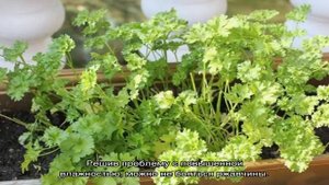 Почему желтеет петрушка на грядке?