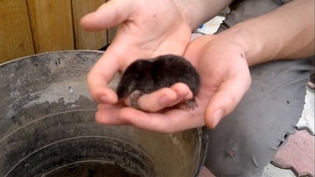 живой крот смотреть онлайн