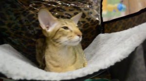 ориентальный кот