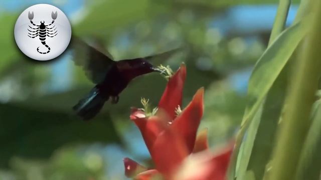 Извращенцы, какие они есть.. Выпуск №3! Весы. Скорпион. Стрелец. смотреть онлайн