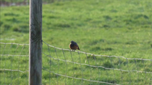 Eastern Black Redstart, Snettisham, Norfolk, 3/1/21 смотреть онлайн