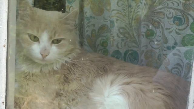 Осы. Революция смотреть онлайн