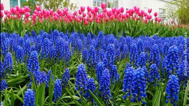 ❀ Начинающим: многолетние цветы для ленивого сада/цветника