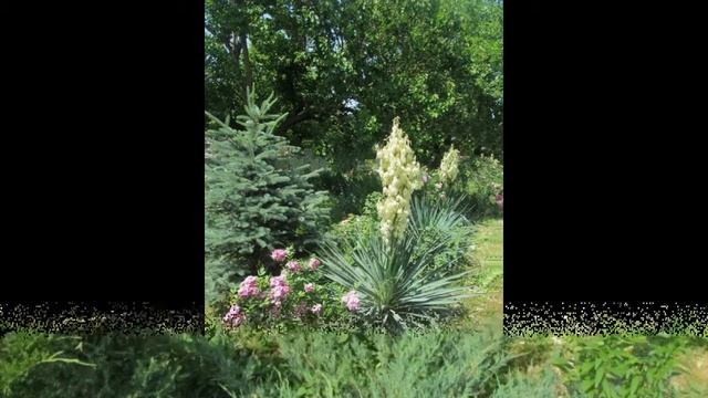 Я так думаю. Мой сад: хвойные и розы смотреть онлайн