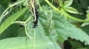 Крапивница черные гусеницы.