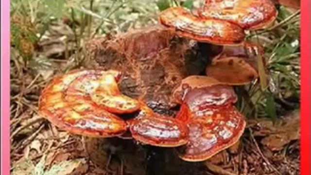 В чем тайна Тибетского долголетия Эндорфинотерапия смотреть онлайн