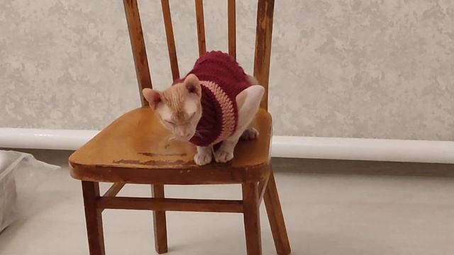 Как можно успокоить безумно активного кота или кошку.