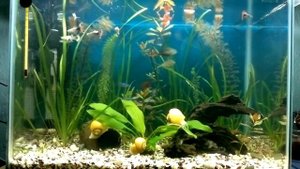 Аквариум на 50 литров