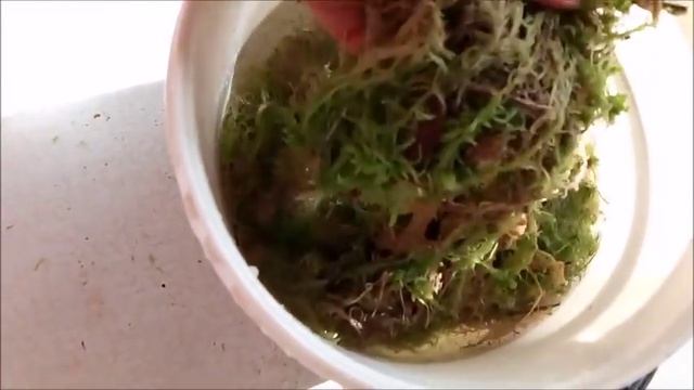 SCHILLERIANA*SIB. Посадка новой жительницы в мох. смотреть онлайн