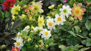 Фото цветов - ГЕОРГИНЫ. Красота вашего сада и дачи.