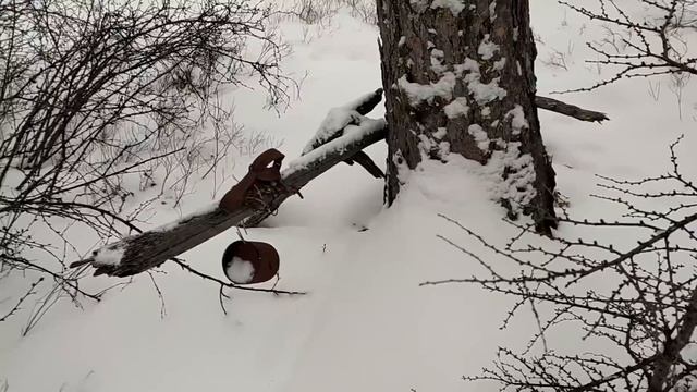 Охота с лайками. В поисках соболя!!! смотреть онлайн