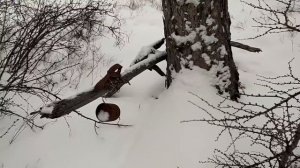 Охота с лайками. В поисках соболя!!!