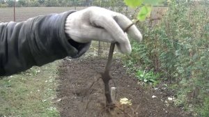 Осенняя посадка саженцев винограда,чем она хороша