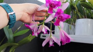 #GVOS2020 // Lc. Tristar Bouquet