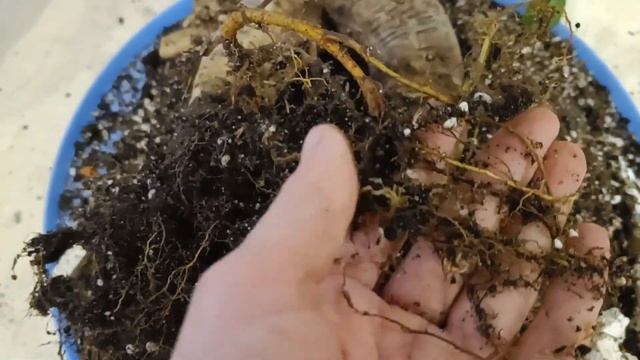 спасаю фикус микрокарпа гинсенг смотреть онлайн