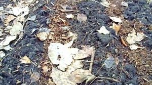 РЕДИСКА. Подготовка грядки