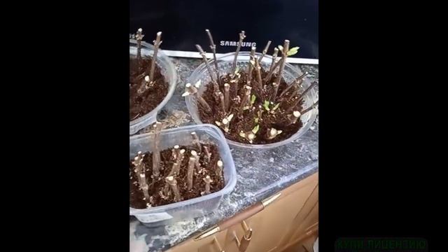 первый опыт укоренения черенков гортензий зимой