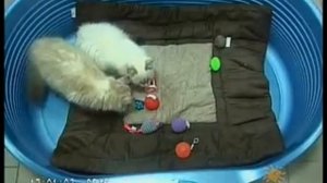 Невские маскарадные котята