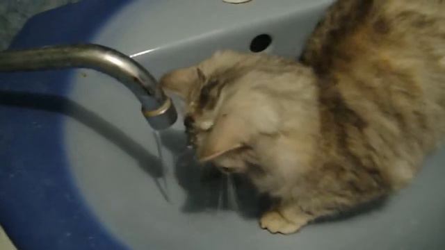 Кошка vs Вода из под крана смотреть онлайн