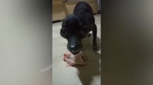 СМЕШНЫЕ КОШКИ 2023 И ДРУГИЕ ЖИВОТНЫЕ