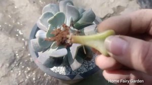 Echeveria Runyonni Plant Propagation/How To Propagate Echeveria Runyonni Plant/Home Fairy Garden