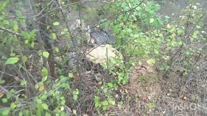 Распил по полной, нашей любимой всеми "Максимовой Дачи".Я в шоке!!!!