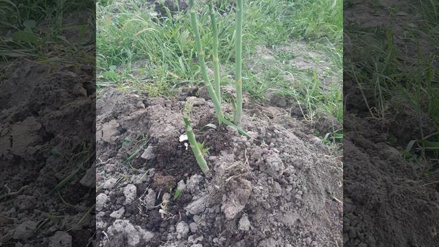 Спаржа.Как обрезать спаржу#shortsyoutube#аsparagus смотреть онлайн