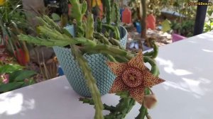 Stapelia variegata--Orbea variegata--Cactus étoile de mer