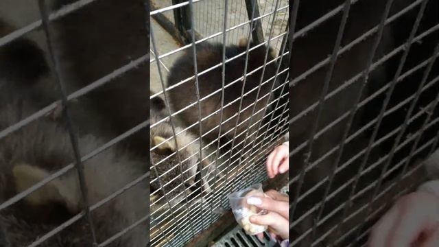 Были у енотов смотреть онлайн