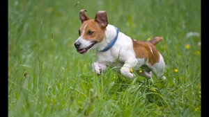 Қонаққа бас ұсына білесіз бе?