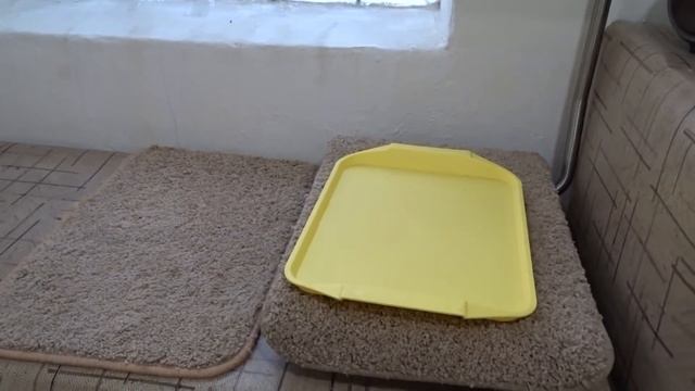 Убойный выход мяса бургундского кролика в 110 дней смотреть онлайн