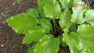 ☘️Это Sharone Stone!?#petrnovar #запорожье #hostas #хосты #репортаж
